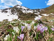 56 Sui pratoni Crocus vernus bianchi e violetti, in alto la Forcella Rossa